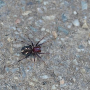 Habronestes bradleyi at Wamboin, NSW - 11 Oct 2020