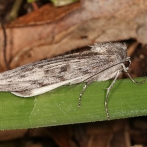 Capusa senilis at Melba, ACT - 15 Nov 2020