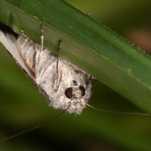 Capusa senilis at Melba, ACT - 15 Nov 2020