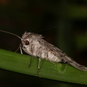 Capusa senilis at Melba, ACT - 15 Nov 2020 11:29 PM