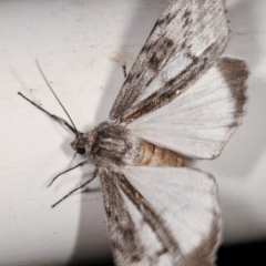 Capusa senilis at Melba, ACT - 15 Nov 2020 11:29 PM