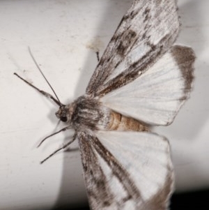 Capusa senilis at Melba, ACT - 15 Nov 2020 11:29 PM