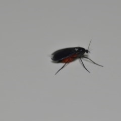 Sciaridae sp. (family) (Black fungus gnat) at Wamboin, NSW - 13 Oct 2020 by natureguy