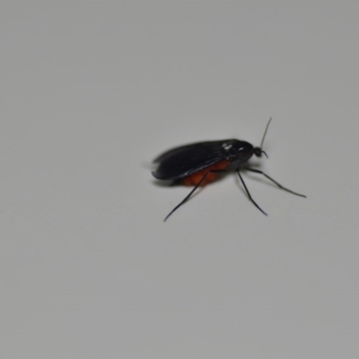 Sciaridae sp. (family) (Black fungus gnat) at QPRC LGA - 13 Oct 2020 by natureguy