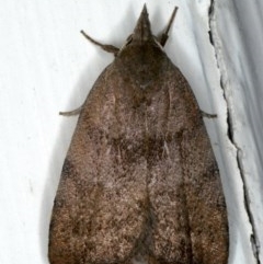 Tortricopsis euryphanella (A concealer moth) at Ainslie, ACT - 18 Dec 2019 by jb2602