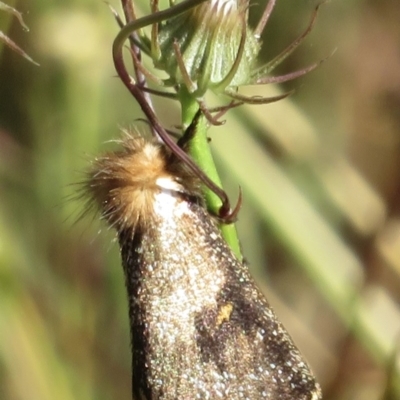 Epicoma contristis (Yellow-spotted Epicoma Moth) at Callum Brae - 9 Dec 2020 by RobParnell