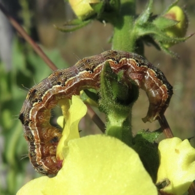 Noctuidae unclassified IMMATURE moth (Immature Noctuidae Moth) at Callum Brae - 9 Dec 2020 by RobParnell