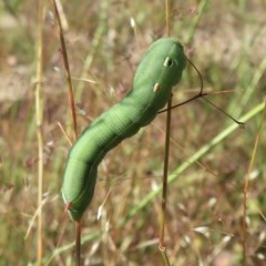 Hippotion celerio (Vine Hawk Moth) at Symonston, ACT - 10 Dec 2020 by RobParnell