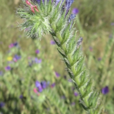 Echium plantagineum (Paterson's Curse) at Callum Brae - 9 Dec 2020 by RobParnell