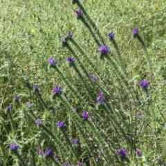 Echium plantagineum at Jerrabomberra, ACT - 10 Dec 2020