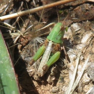 Oedaleus australis at Symonston, ACT - 9 Nov 2020