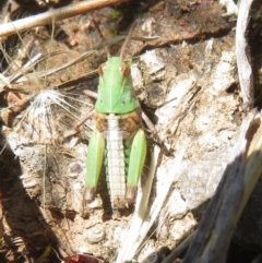 Oedaleus australis at Symonston, ACT - 9 Nov 2020