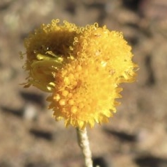 Chrysocephalum apiculatum (Common Everlasting) at Narrabundah, ACT - 9 Dec 2020 by RobParnell