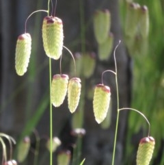 Briza maxima (Quaking Grass, Blowfly Grass) at Callum Brae - 8 Nov 2020 by RobParnell