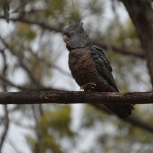 Callocephalon fimbriatum at Wamboin, NSW - 16 Oct 2020