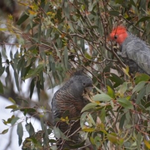 Callocephalon fimbriatum at Wamboin, NSW - 16 Oct 2020