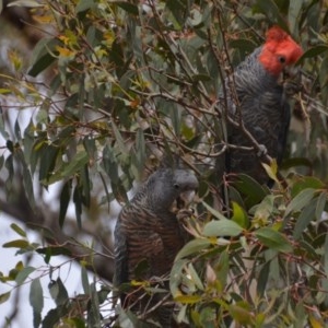 Callocephalon fimbriatum at Wamboin, NSW - suppressed