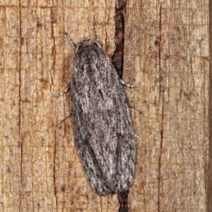 Agriophara undescribed species at Melba, ACT - 15 Nov 2020 11:27 PM