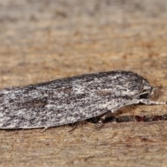 Agriophara undescribed species at Melba, ACT - 15 Nov 2020 11:27 PM