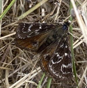 Synemon plana at Yarralumla, ACT - 10 Dec 2020 11:33 AM