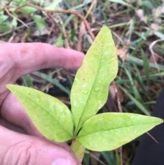 Nandina domestica (Sacred Bamboo) at Red Hill to Yarralumla Creek - 10 Dec 2020 by Tapirlord