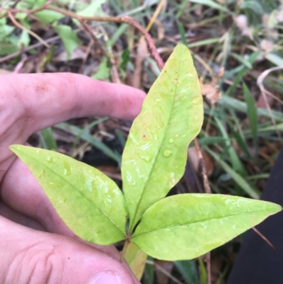 Nandina domestica (Sacred Bamboo) at Red Hill to Yarralumla Creek - 10 Dec 2020 by Tapirlord