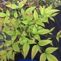 Nandina domestica at Hughes, ACT - 10 Dec 2020