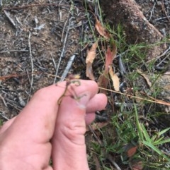 Grona varians (Slender Tick-Trefoil) at Hughes Garran Woodland - 10 Dec 2020 by Tapirlord