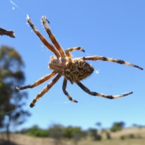 Backobourkia sp. (genus) at Yass River, NSW - 9 Dec 2020