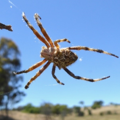 Backobourkia sp. (genus) (An orb weaver) at Rugosa - 9 Dec 2020 by SenexRugosus