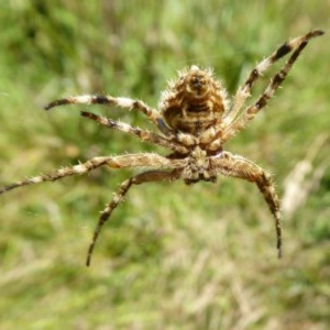 Backobourkia sp. (genus) at Yass River, NSW - 9 Dec 2020 11:21 AM