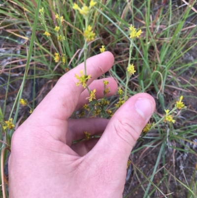 Pimelea curviflora (Curved Rice-flower) at Hughes, ACT - 10 Dec 2020 by Tapirlord