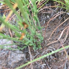 Pimelea curviflora at Hughes, ACT - 10 Dec 2020