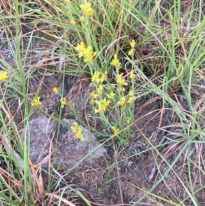 Pimelea curviflora at Hughes, ACT - 10 Dec 2020