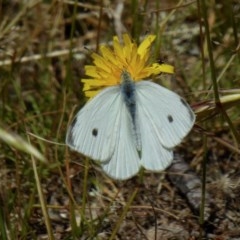 Pieris rapae (Cabbage White) at Yass River, NSW - 9 Dec 2020 by SenexRugosus