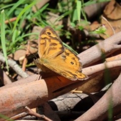 Heteronympha merope (Common Brown Butterfly) at Tidbinbilla Nature Reserve - 8 Dec 2020 by RodDeb