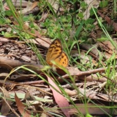 Heteronympha merope at Paddys River, ACT - 8 Dec 2020