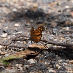 Heteronympha merope at Paddys River, ACT - 8 Dec 2020 12:57 PM