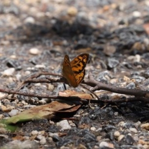 Heteronympha merope at Paddys River, ACT - 8 Dec 2020