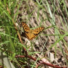 Heteronympha merope at Paddys River, ACT - 8 Dec 2020 12:57 PM