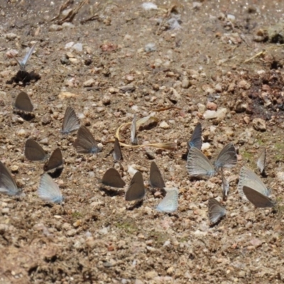 Zizina otis (Common Grass-Blue) at Tidbinbilla Nature Reserve - 8 Dec 2020 by RodDeb