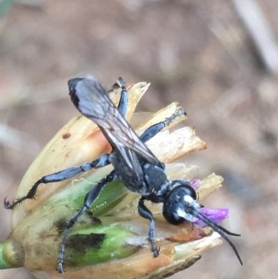 Isodontia sp. (genus) (Unidentified Grass-carrying wasp) at Red Hill to Yarralumla Creek - 10 Dec 2020 by Tapirlord