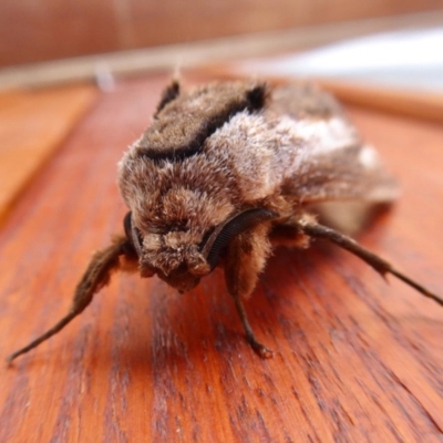 Endoxyla encalypti (Wattle Goat Moth) at Yass River, NSW - 9 Dec 2020 by SenexRugosus