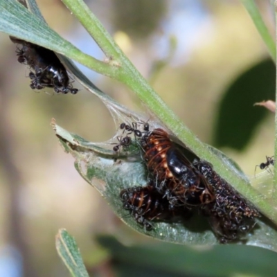 Jalmenus evagoras (Imperial Hairstreak) at Paddys River, ACT - 8 Dec 2020 by RodDeb