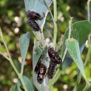 Jalmenus evagoras at Paddys River, ACT - 8 Dec 2020