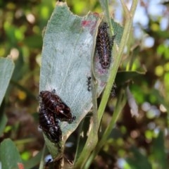 Jalmenus evagoras at Paddys River, ACT - 8 Dec 2020