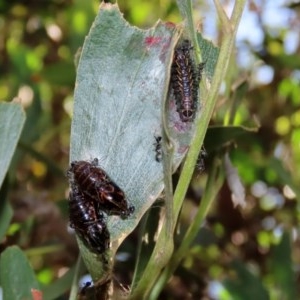 Jalmenus evagoras at Paddys River, ACT - 8 Dec 2020