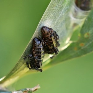 Jalmenus evagoras at Paddys River, ACT - 8 Dec 2020