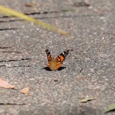 Vanessa kershawi (Australian Painted Lady) at Paddys River, ACT - 8 Dec 2020 by RodDeb
