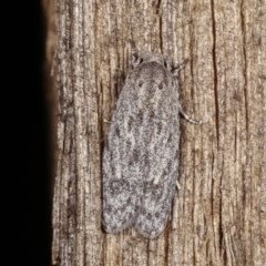 Agriophara undescribed species (A Flat-bodied moth (Depressidae)) at Melba, ACT - 15 Nov 2020 by kasiaaus